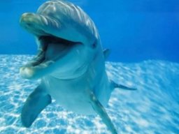 Curiosidades animales